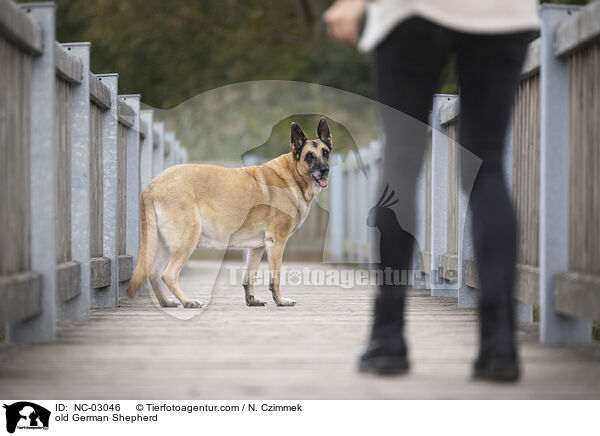 alter Deutscher Schferhund / old German Shepherd / NC-03046