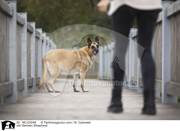 old German Shepherd / NC-03046