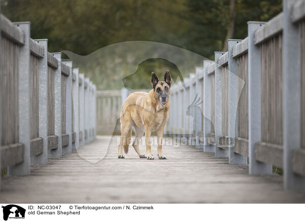 old German Shepherd / NC-03047