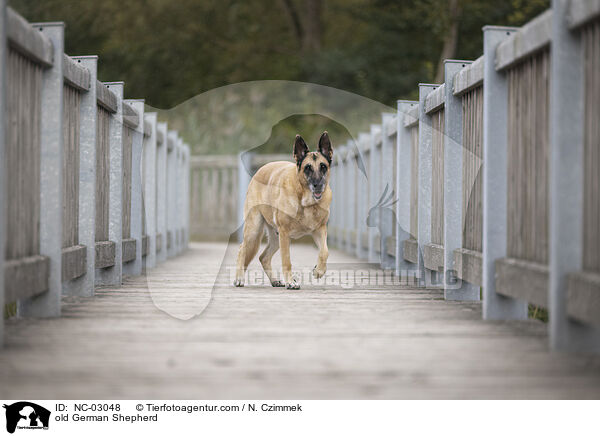 alter Deutscher Schferhund / old German Shepherd / NC-03048