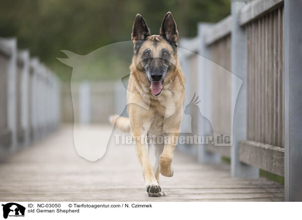 alter Deutscher Schferhund / old German Shepherd / NC-03050