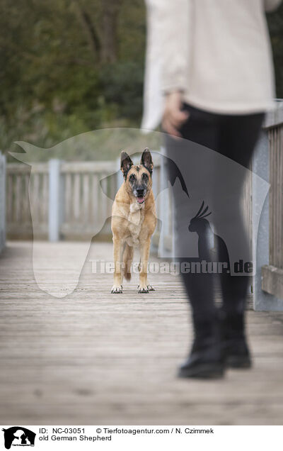 alter Deutscher Schferhund / old German Shepherd / NC-03051