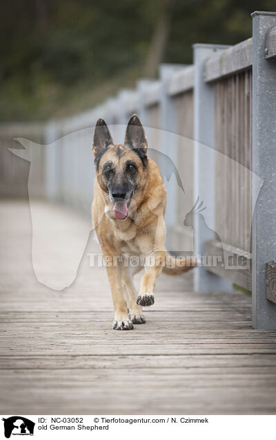 alter Deutscher Schferhund / old German Shepherd / NC-03052