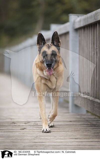 alter Deutscher Schferhund / old German Shepherd / NC-03055