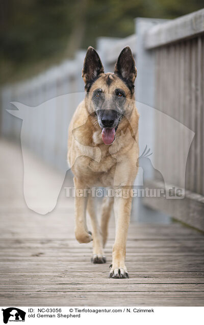 alter Deutscher Schferhund / old German Shepherd / NC-03056