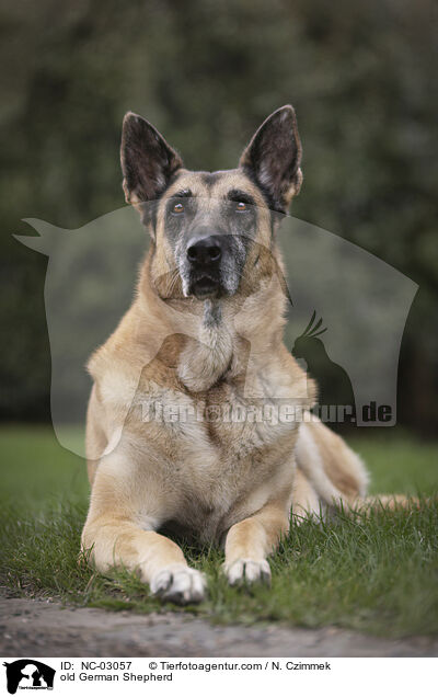 alter Deutscher Schferhund / old German Shepherd / NC-03057