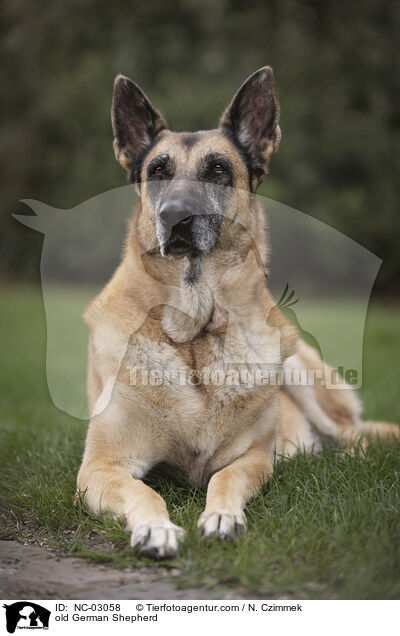 alter Deutscher Schferhund / old German Shepherd / NC-03058