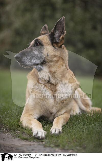 alter Deutscher Schferhund / old German Shepherd / NC-03059