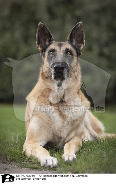 alter Deutscher Schferhund / old German Shepherd / NC-03060