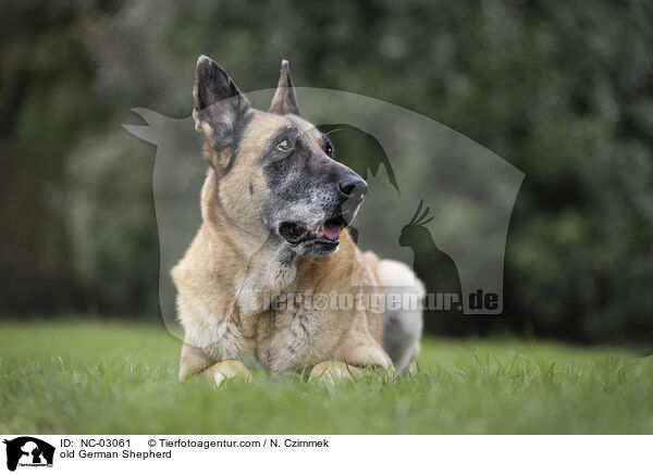 alter Deutscher Schferhund / old German Shepherd / NC-03061