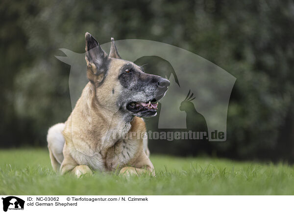 alter Deutscher Schferhund / old German Shepherd / NC-03062