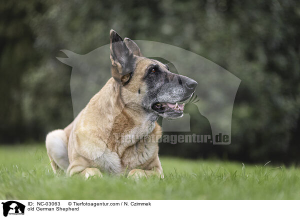 alter Deutscher Schferhund / old German Shepherd / NC-03063