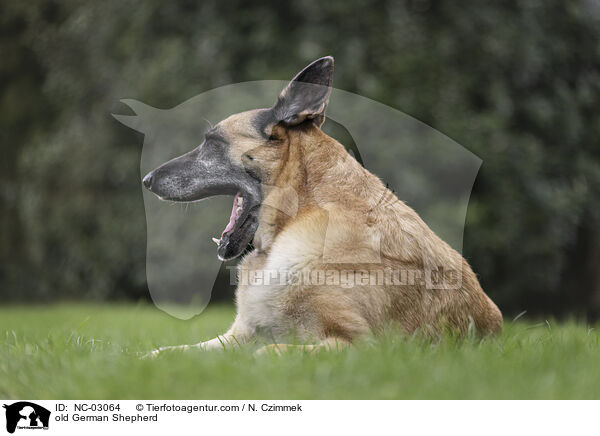 alter Deutscher Schferhund / old German Shepherd / NC-03064