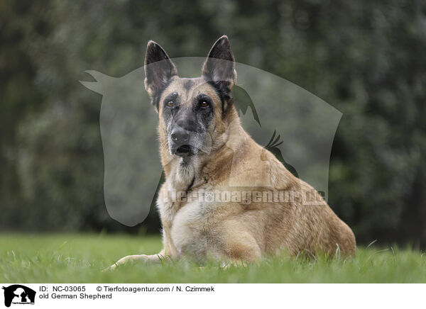 alter Deutscher Schferhund / old German Shepherd / NC-03065