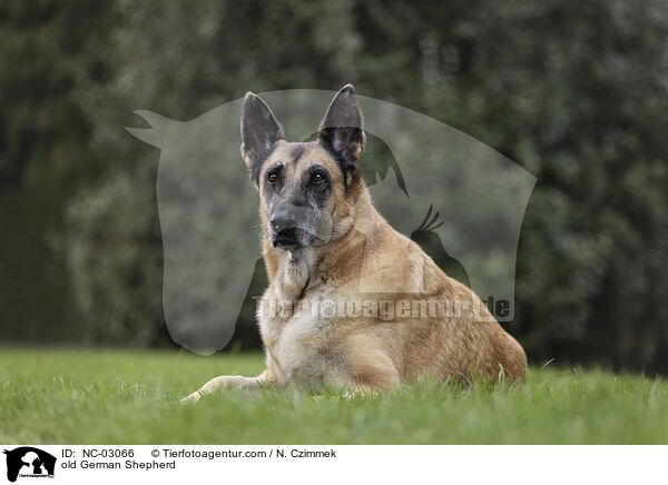 alter Deutscher Schferhund / old German Shepherd / NC-03066