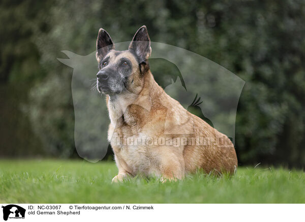 alter Deutscher Schferhund / old German Shepherd / NC-03067