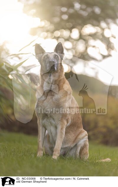 alter Deutscher Schferhund / old German Shepherd / NC-03068