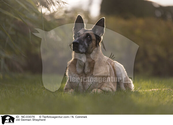 alter Deutscher Schferhund / old German Shepherd / NC-03076