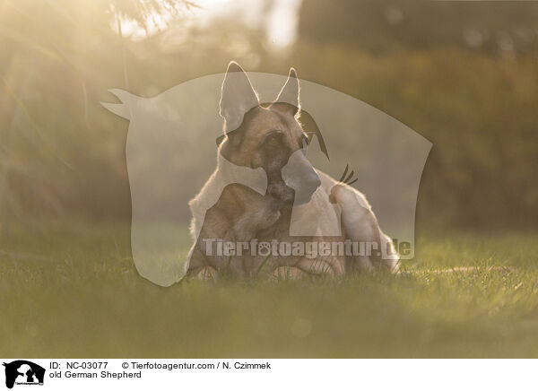 alter Deutscher Schferhund / old German Shepherd / NC-03077