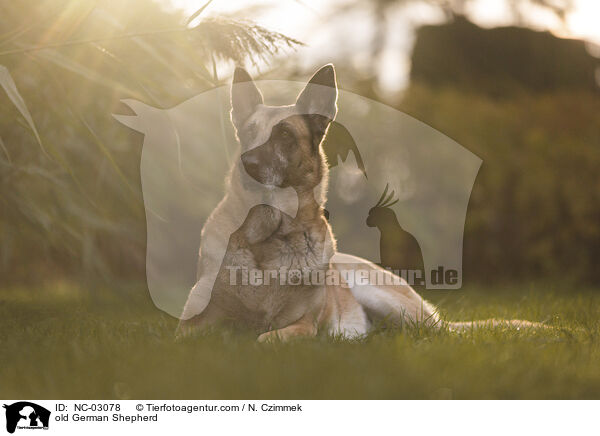 alter Deutscher Schferhund / old German Shepherd / NC-03078