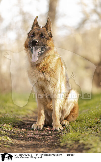 Deutscher Schferhund Rde / male German Shepherd / TBA-02678