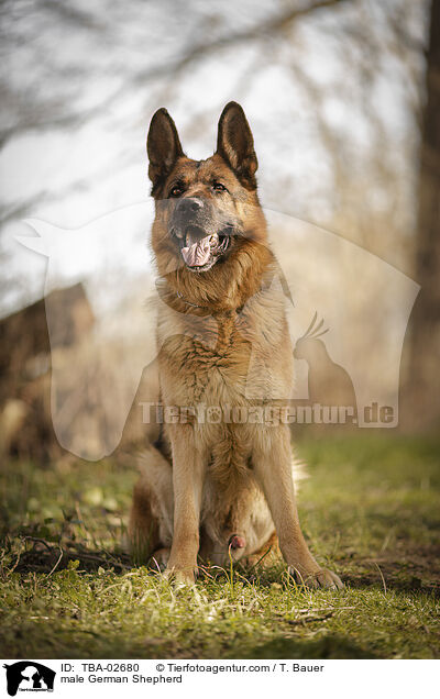 Deutscher Schferhund Rde / male German Shepherd / TBA-02680