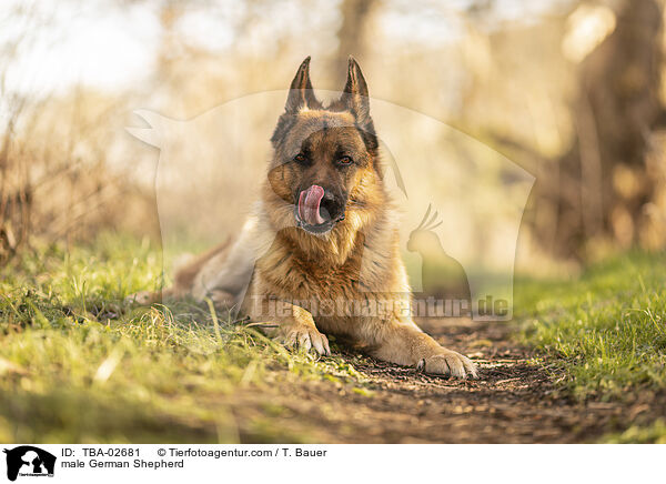 Deutscher Schferhund Rde / male German Shepherd / TBA-02681