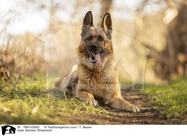 Deutscher Schferhund Rde / male German Shepherd / TBA-02682