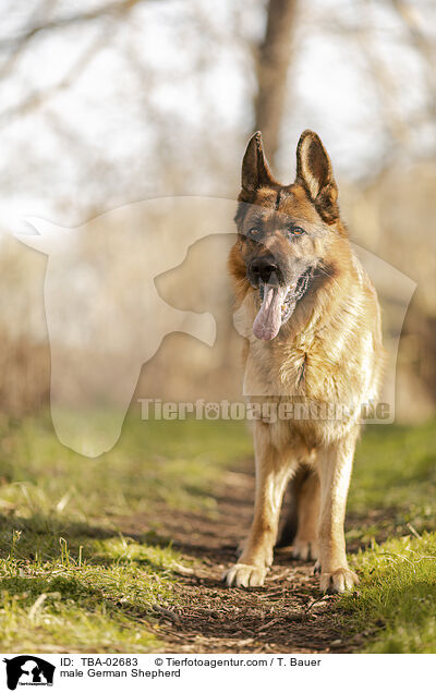Deutscher Schferhund Rde / male German Shepherd / TBA-02683