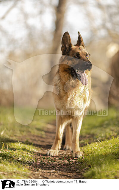 Deutscher Schferhund Rde / male German Shepherd / TBA-02684