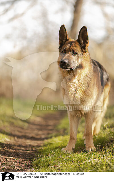 Deutscher Schferhund Rde / male German Shepherd / TBA-02685