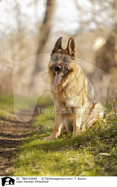 Deutscher Schferhund Rde / male German Shepherd / TBA-02686