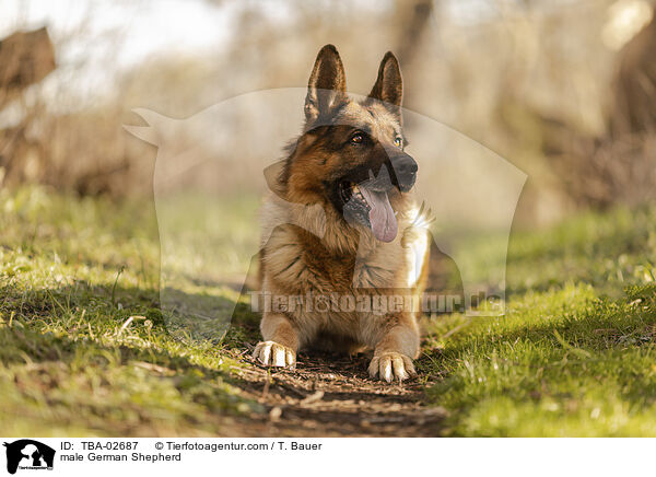 Deutscher Schferhund Rde / male German Shepherd / TBA-02687
