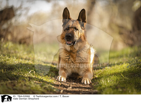 Deutscher Schferhund Rde / male German Shepherd / TBA-02688