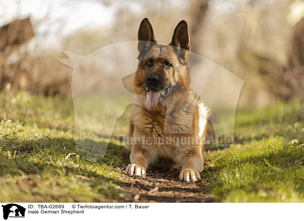 Deutscher Schferhund Rde / male German Shepherd / TBA-02689
