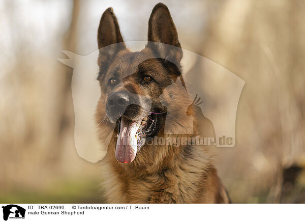 Deutscher Schferhund Rde / male German Shepherd / TBA-02690