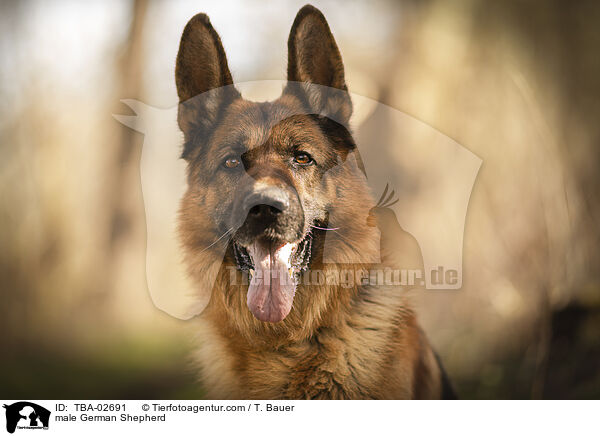 Deutscher Schferhund Rde / male German Shepherd / TBA-02691