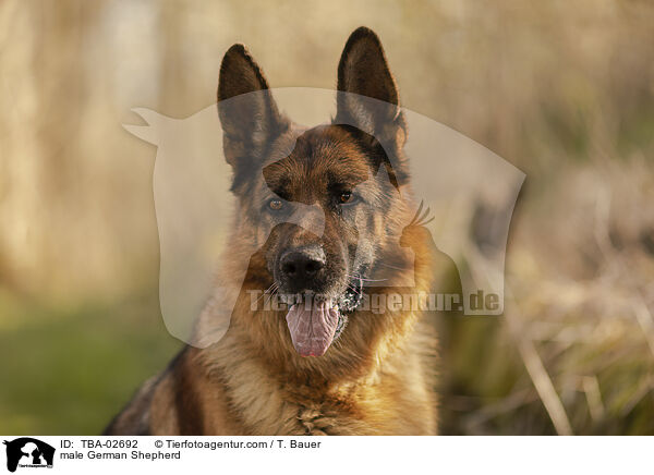 Deutscher Schferhund Rde / male German Shepherd / TBA-02692