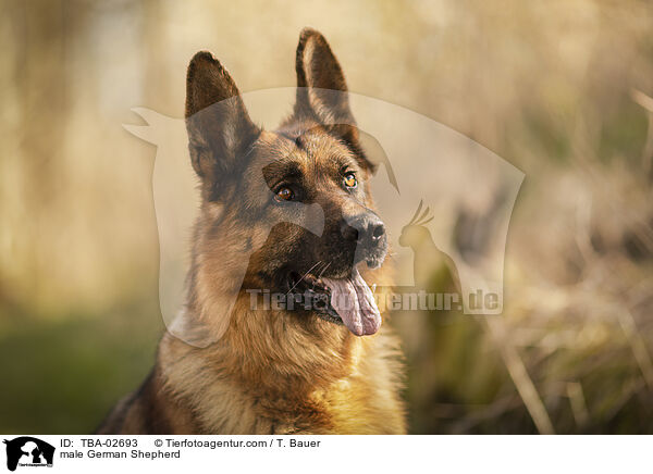 Deutscher Schferhund Rde / male German Shepherd / TBA-02693