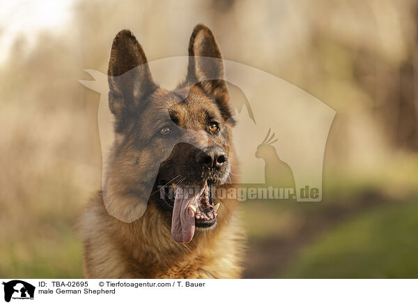 Deutscher Schferhund Rde / male German Shepherd / TBA-02695
