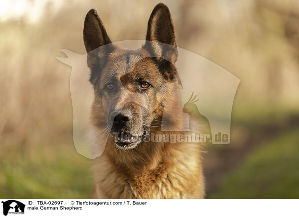 Deutscher Schferhund Rde / male German Shepherd / TBA-02697