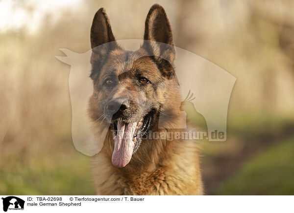 Deutscher Schferhund Rde / male German Shepherd / TBA-02698