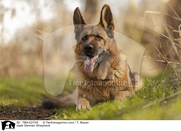 Deutscher Schferhund Rde / male German Shepherd / TBA-02700