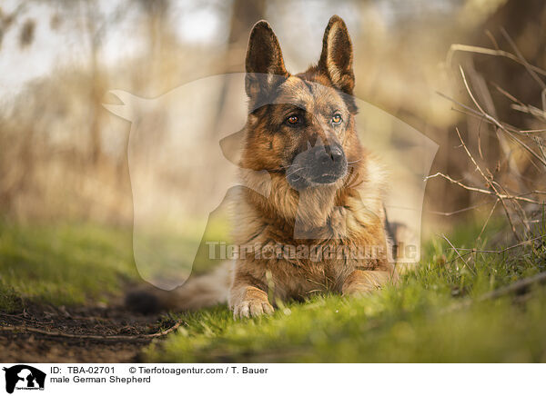 Deutscher Schferhund Rde / male German Shepherd / TBA-02701