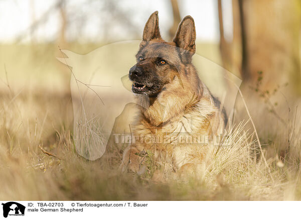 Deutscher Schferhund Rde / male German Shepherd / TBA-02703