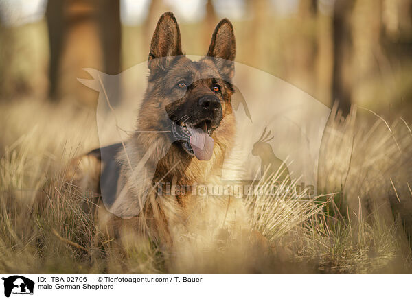 Deutscher Schferhund Rde / male German Shepherd / TBA-02706