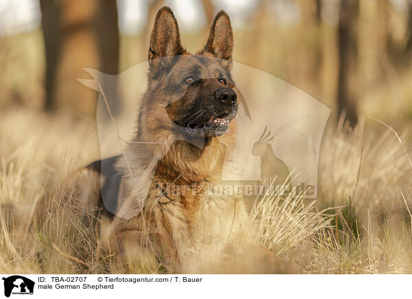 Deutscher Schferhund Rde / male German Shepherd / TBA-02707
