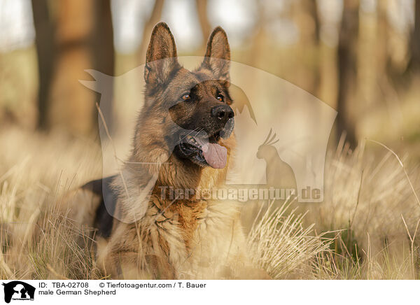 Deutscher Schferhund Rde / male German Shepherd / TBA-02708
