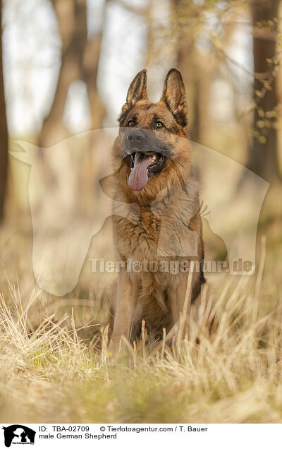 Deutscher Schferhund Rde / male German Shepherd / TBA-02709
