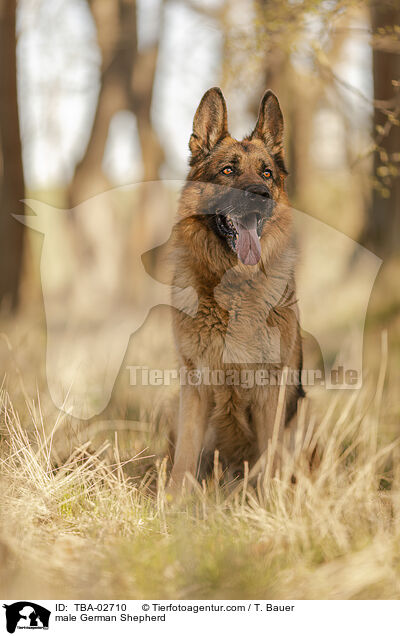 male German Shepherd / TBA-02710